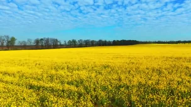 Drohnenaufnahmen von gelbem Rapsfeld vor blauem Himmel — Stockvideo