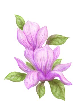 Elle çizilmiş suluboya Manolya 