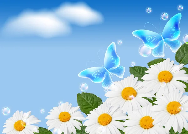 Daisy ve kelebekler — Stok fotoğraf