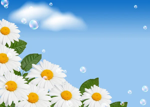 Daisy and  bubbles — Stock Photo, Image