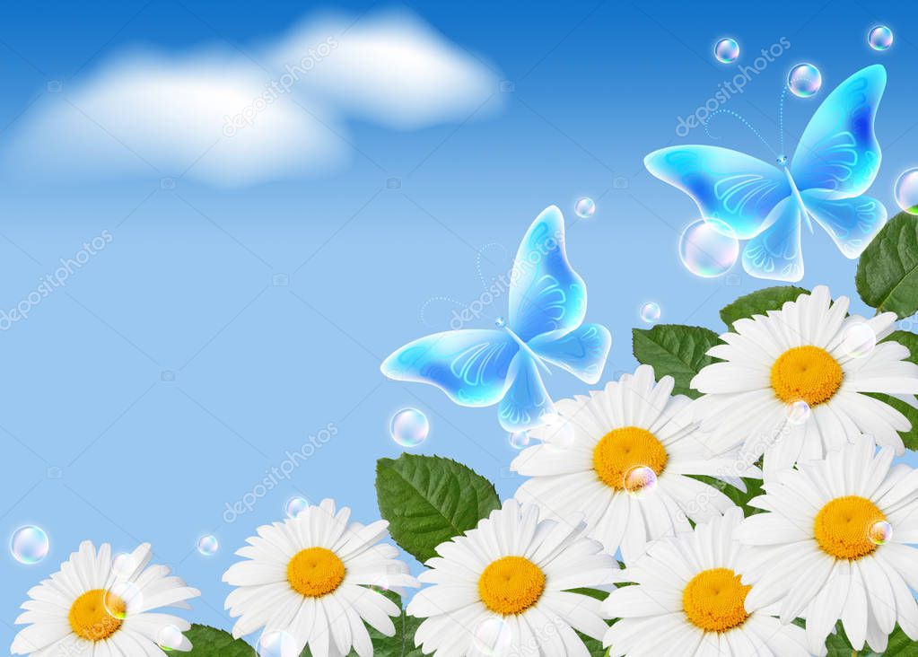 Daisy and butterflies