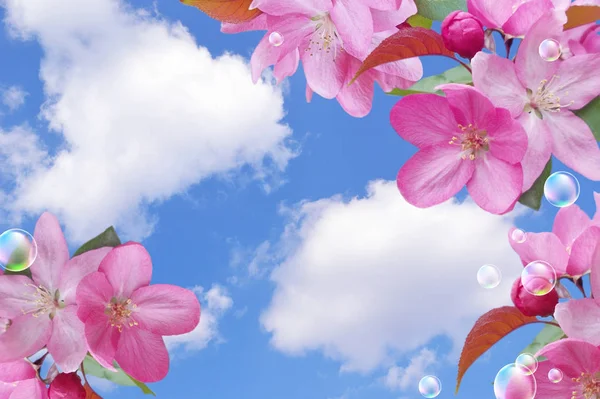 Rosa blommor och bubblor mot himlen — Stockfoto