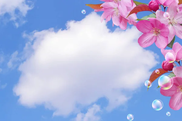 Flores cor de rosa e bolhas contra o céu — Fotografia de Stock