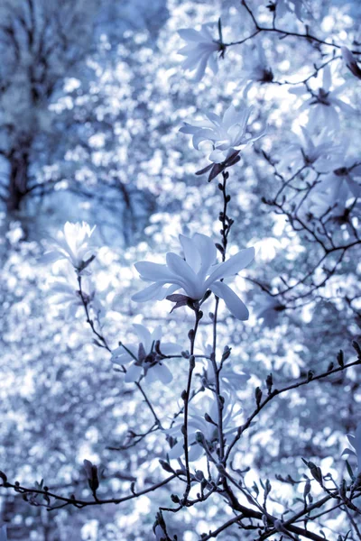 White magnolia flowers in mysterious garden — Stock Photo, Image