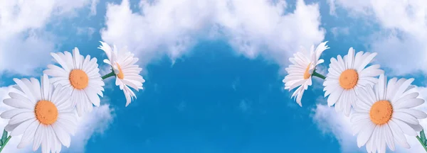 Increíbles Flores Margarita Blanca Fantasía Contra Cielo Con Nubes Esponjosas —  Fotos de Stock