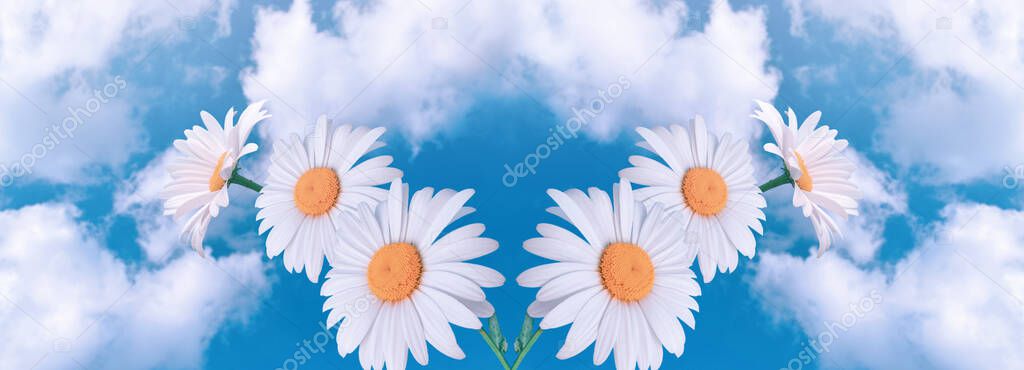 Amazing fantasy white daisy flowers against sky with fluffy clouds on a sunny day, eco environmental natural background, clean environment and pure air concept, wide panoramic nature banner