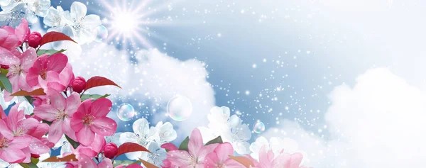 Fantastiska Vita Körsbär Med Rosa Sakura Blommor Och Såpbubblor Mot — Stockfoto