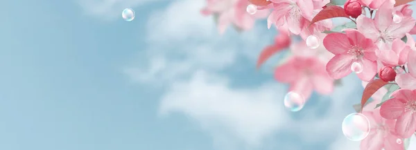 Erstaunliche Rosa Sakura Blüten Und Seifenblasen Gegen Den Wolken Himmel — Stockfoto