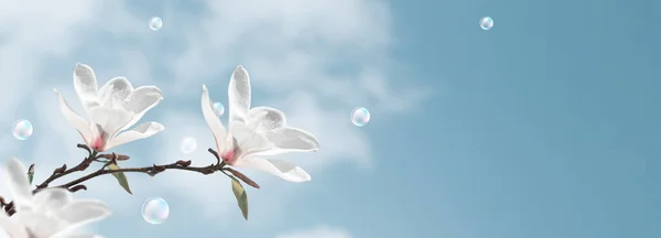 Incredibili Fiori Magnolia Bianca Bolle Sapone Contro Cielo Nuvole — Foto Stock