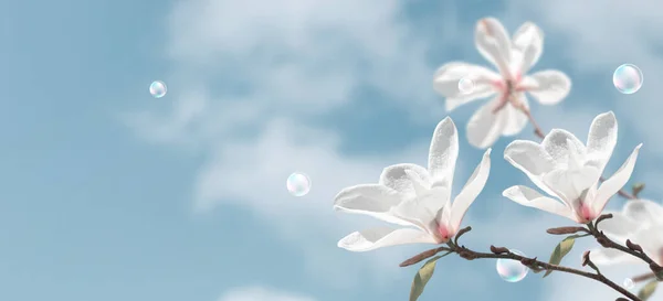 Increíbles Flores Magnolia Blanca Burbujas Jabón Contra Cielo Nubes Fondo — Foto de Stock