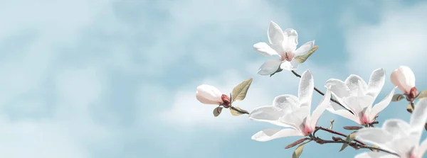 Wspaniałe Kwitnące Białe Kwiaty Magnolii Przeciwko Magicznym Chmurom Nieba Fantasy — Zdjęcie stockowe