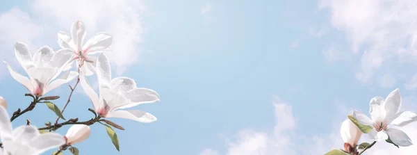 Восхитительные Цветущие Белые Цветы Магнолии Фоне Волшебных Облаков Неба Весенний — стоковое фото
