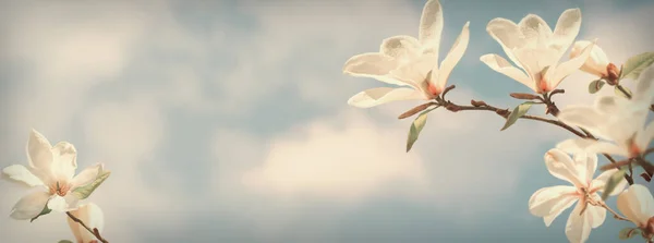 Florescendo Flores Magnólia Branca Contra Céu Nuvens Mágicas Fundo Primavera — Fotografia de Stock