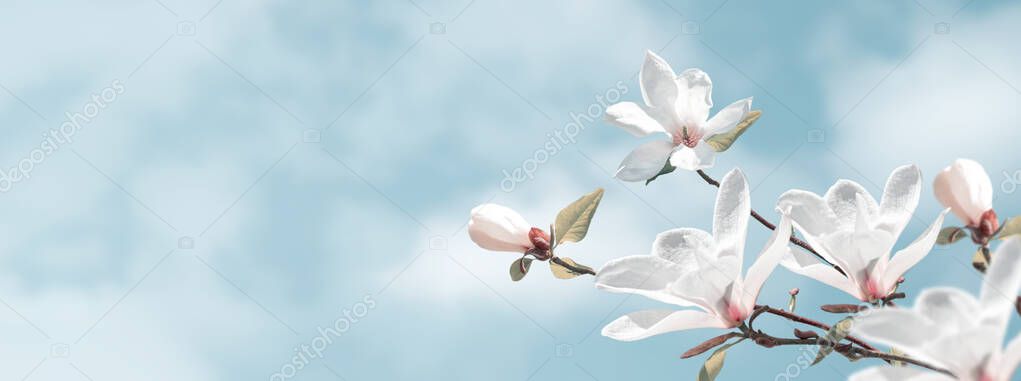 Delightful blooming white magnolia flowers against the magic clouds sky. Fantasy spring background.