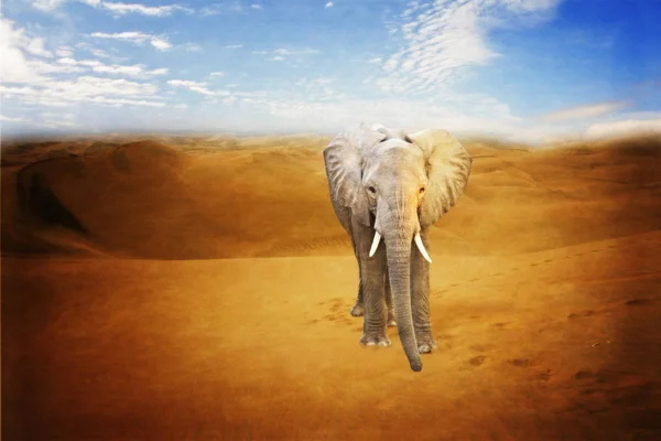 Kleiner Elefant in der Wüste — Stockfoto