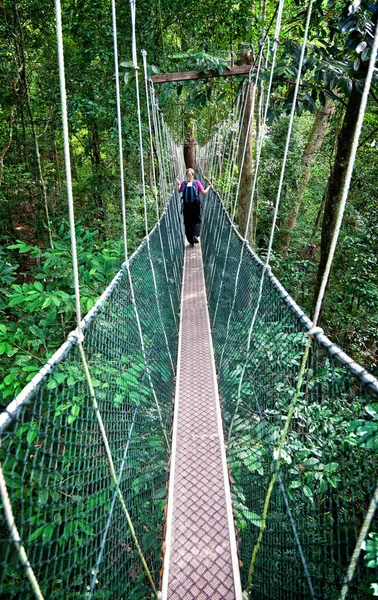 Canopy доріжки Борнео — стокове фото