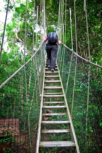 Lombkorona sétány Borneo — Stock Fotó