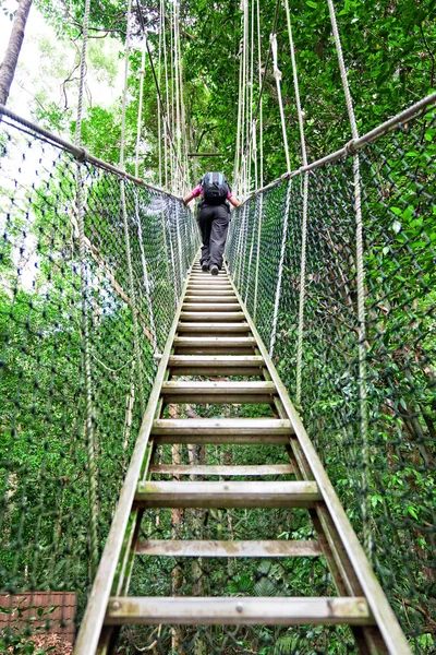 Canopy Walkway Borneo — Fotografia de Stock