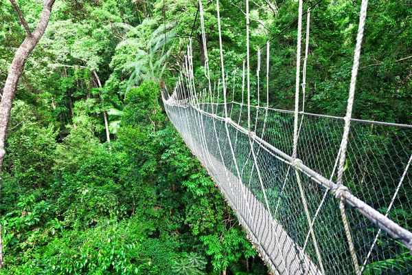 Canopy Walkway Borneo — Fotografia de Stock