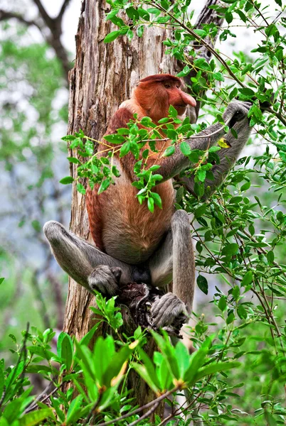 在马来西亚长鼻猴 — 图库照片