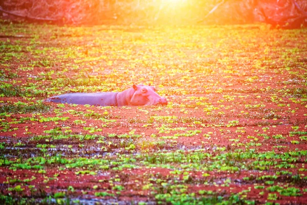 Flodhäst i ett vatten — Stockfoto