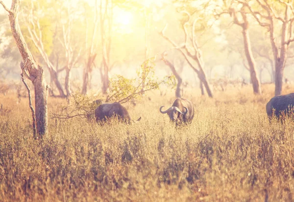 Malavi buffalo arka plan — Stok fotoğraf