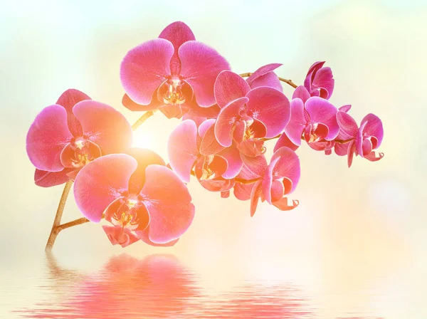 Ontspannen orchidee achtergrond — Stockfoto