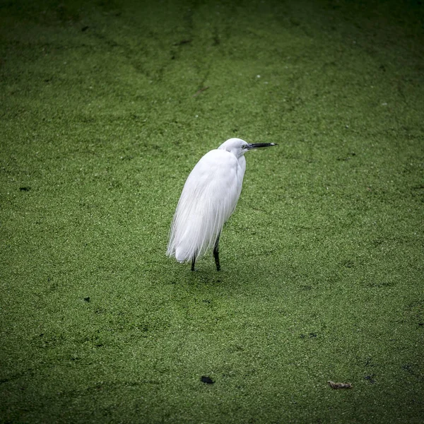 Egretta garzetta portrait — 图库照片