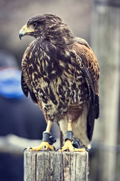 Portrait de faucon de Buteo — Photo
