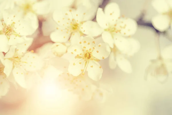 Detalj av körsbärsblommor — Stockfoto