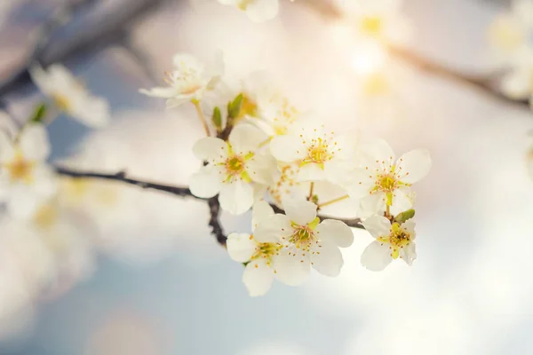 Detalhe da flor de cereja — Fotografia de Stock