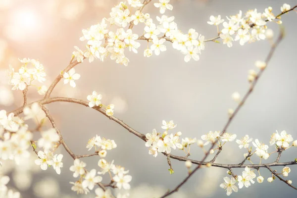 Detalhe da flor de cereja — Fotografia de Stock