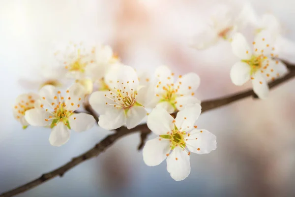 Detalhe da flor de cereja — Fotografia de Stock