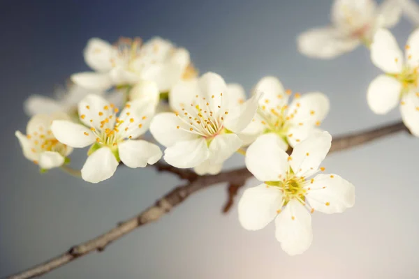 Detalhe da flor de cereja — Fotografia de Stock