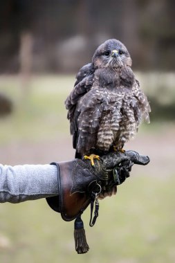 buteo buteo portresi