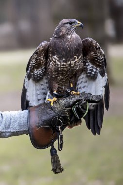 buteo buteo portresi