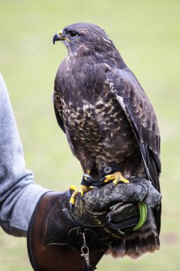 Buteo buteo kuş