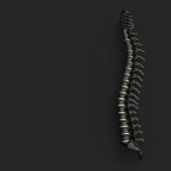 Black and gold backbone on a black flat lay style — Stock Image Black and gold backbone on a black flat lay style Stock Image