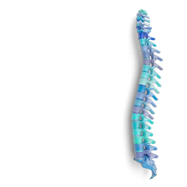 Spine in light blue and blue shades, isolated on white, nobody around, copyspace, square format. 3d render. health and medicine concept. — Stock Image Spine Light Blue Blue Shades Isolated White Nobody Copyspace Square Royalty Free Stock Photos
