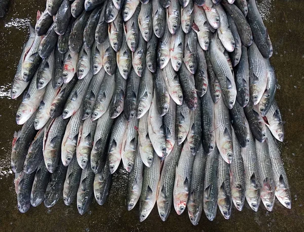 Grey Mullet Fish for Sale at the Fish Market — Stock Photo, Image