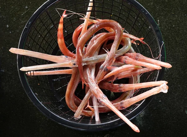 Exotic Chinese Trumpet Fish for Sale — Stock Photo, Image