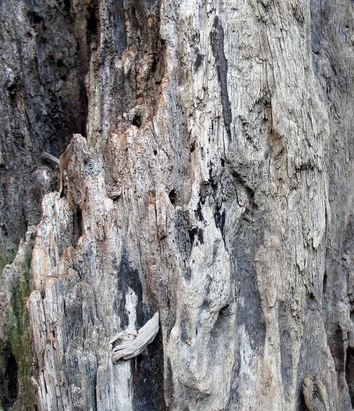 Padrão de madeira de deriva — Fotografia de Stock