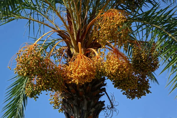 Areca Palm Tree with Fruit Clusters — Stock Photo, Image