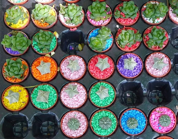 Menjual Cactuses di Pot Kecil — Stok Foto