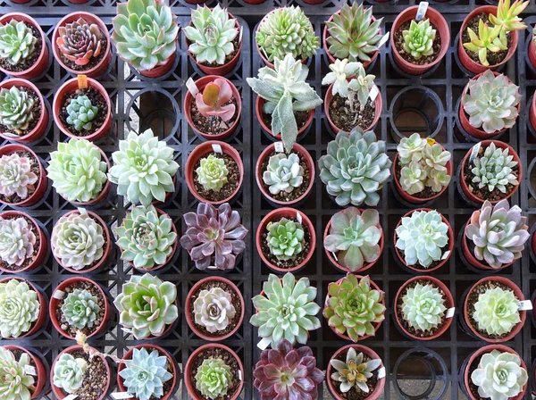 Plantas en maceta resistentes a la sequía —  Fotos de Stock