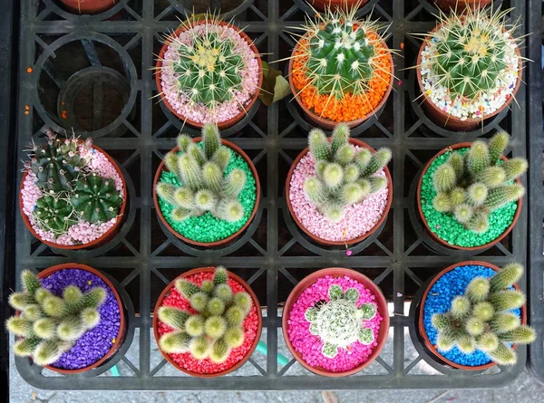 Venta de Cactus con Piedras Coloridas —  Fotos de Stock