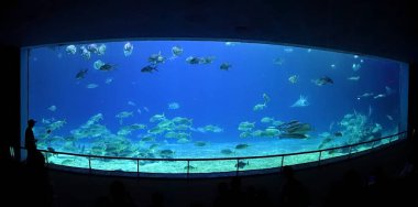 Deniz Müzesi'nde büyük akvaryum