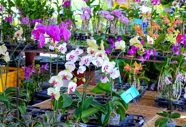 Orquídeas de borboleta tropical para venda — Fotografia de Stock