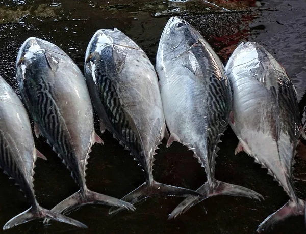 Fresh Tuna for Sale at the Market — Stock Photo, Image