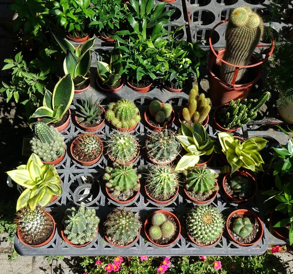 Venta de cactus en el mercado de flores —  Fotos de Stock